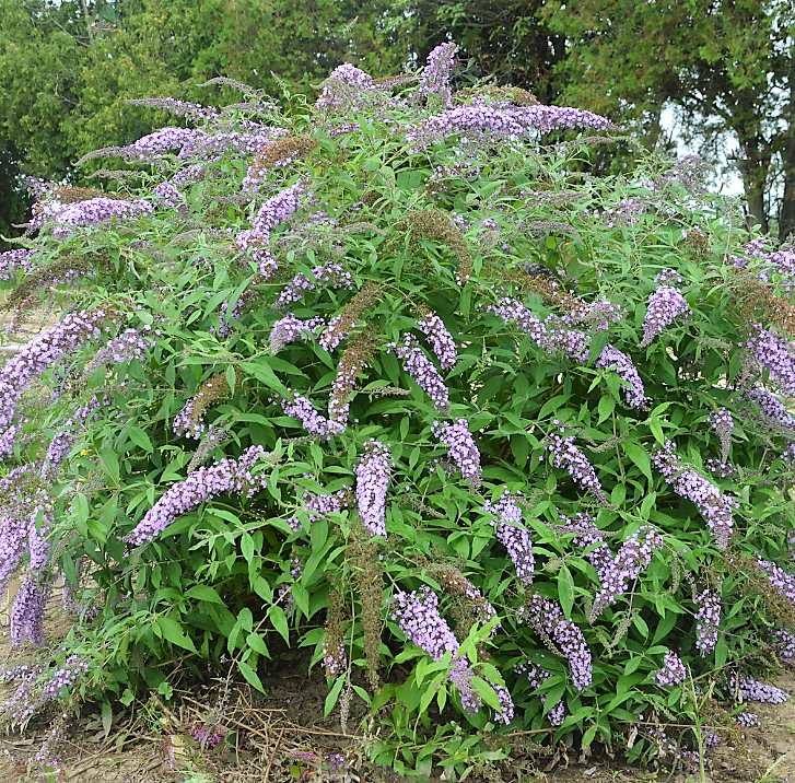 Lavender Cascade Butterfly Bush (Buddleia &