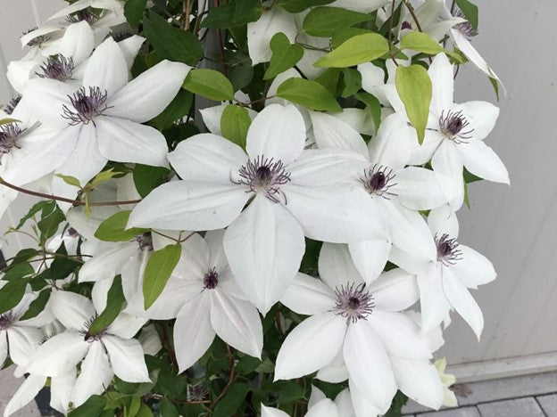 Tsukiko™ Clematis (Clematis tsukiko) - 1 gallon