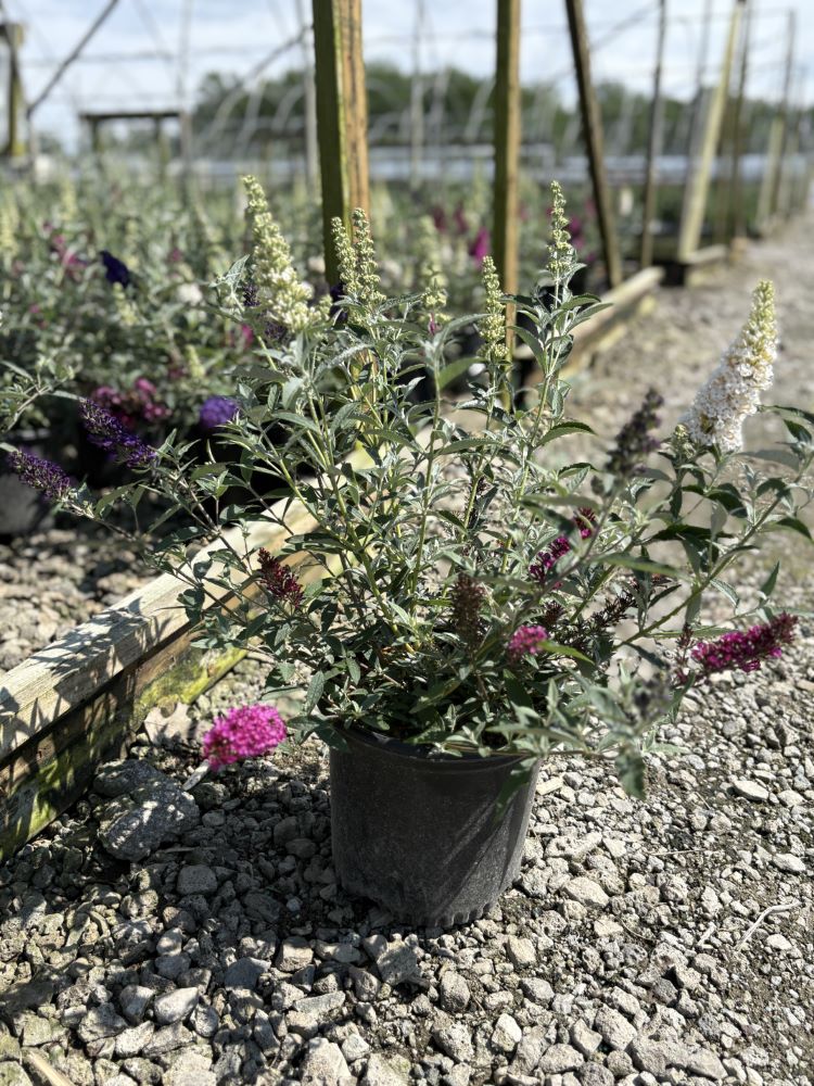 Buddleia Perfecta Trifecta (Buddleia davidii BUZZ series ‘Sky Blue’, ‘Hot Raspberry’, “ivory’) - 1 gallon