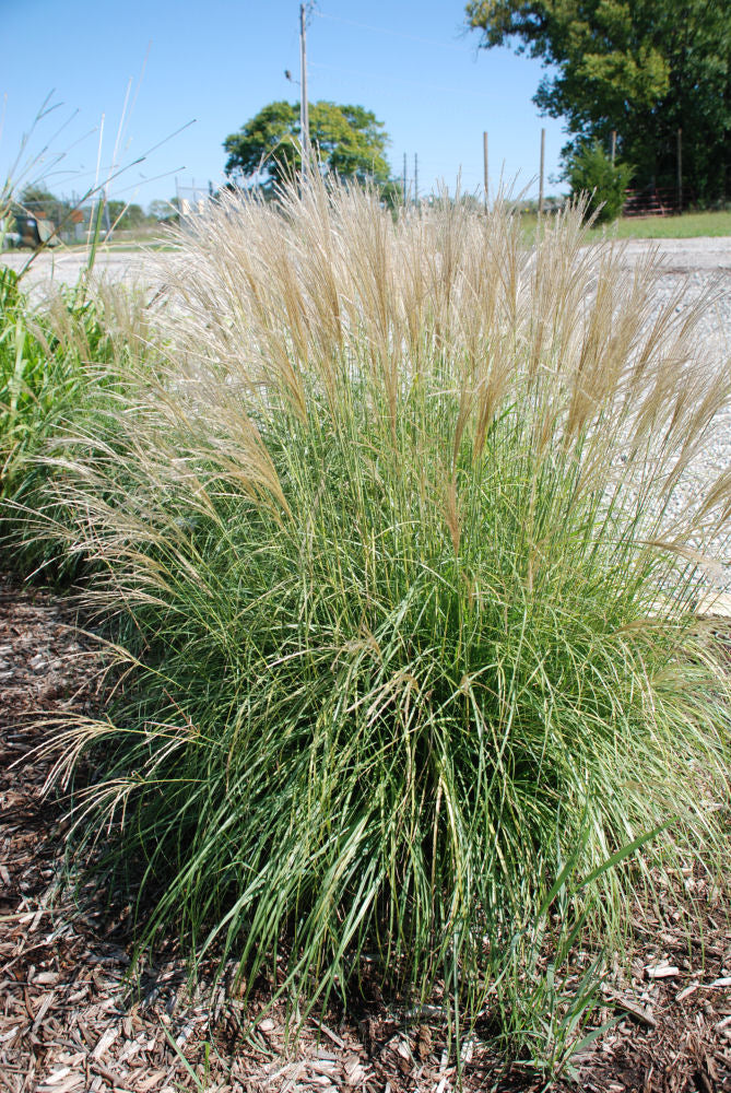 Adagio Maiden Grass (Miscanthus sinensis &