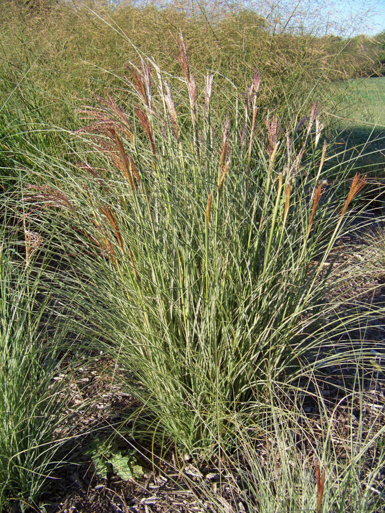 Morning Light Maiden Grass (Miscanthus sinensis &