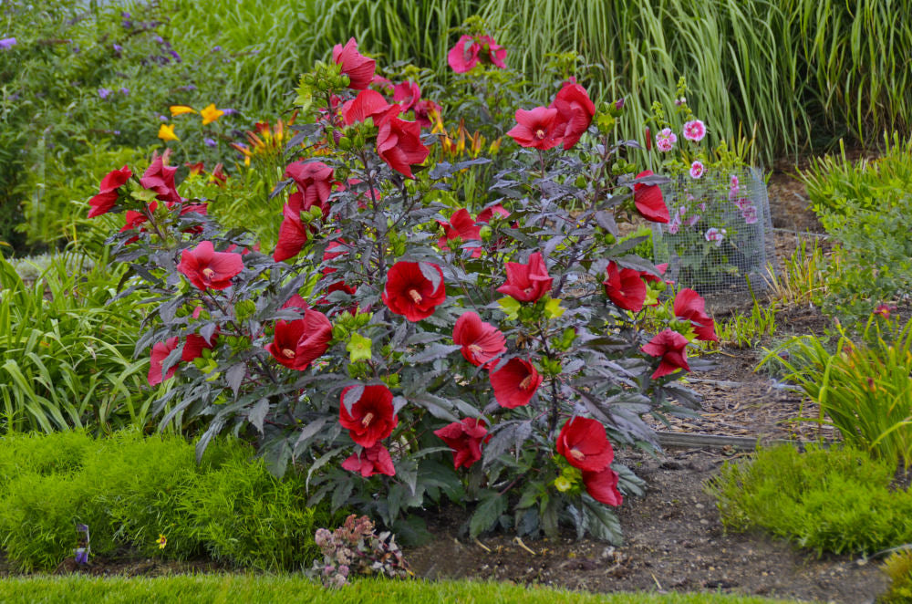 Midnight Marvel Rose Mallow (Hibiscus moscheutos &