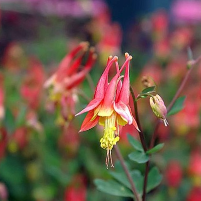 Little Lanterns Columbine (Aquilegia can. &