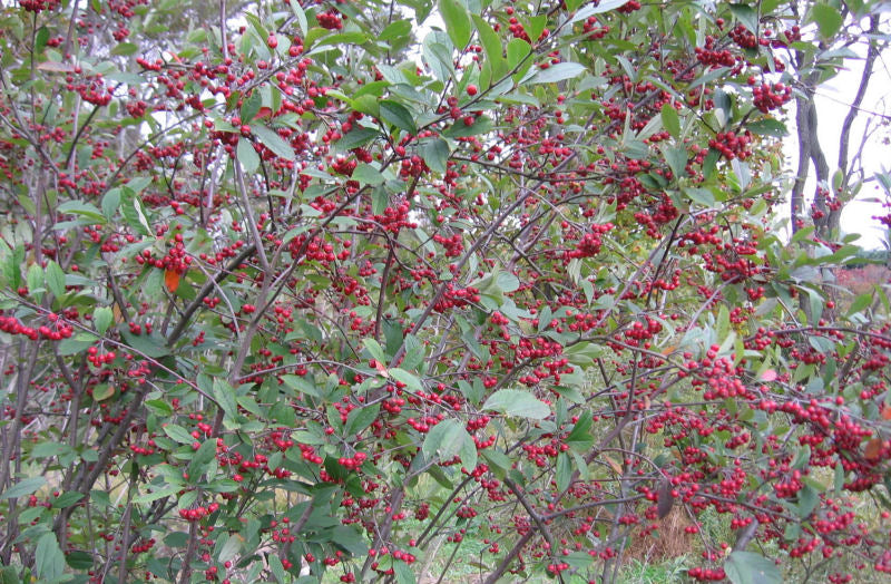 Red Chokeberry (Aronia arbutifolia &