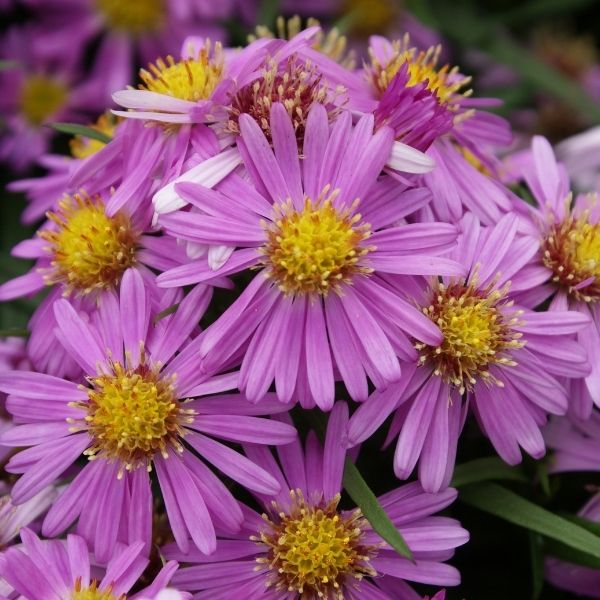 Woods Pink Aster (Aster woods &