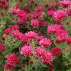 Alma Potchke Aster (Aster alma &