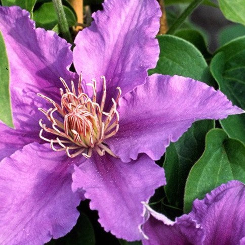 Clematis Bijou™ (Clematis bijou &