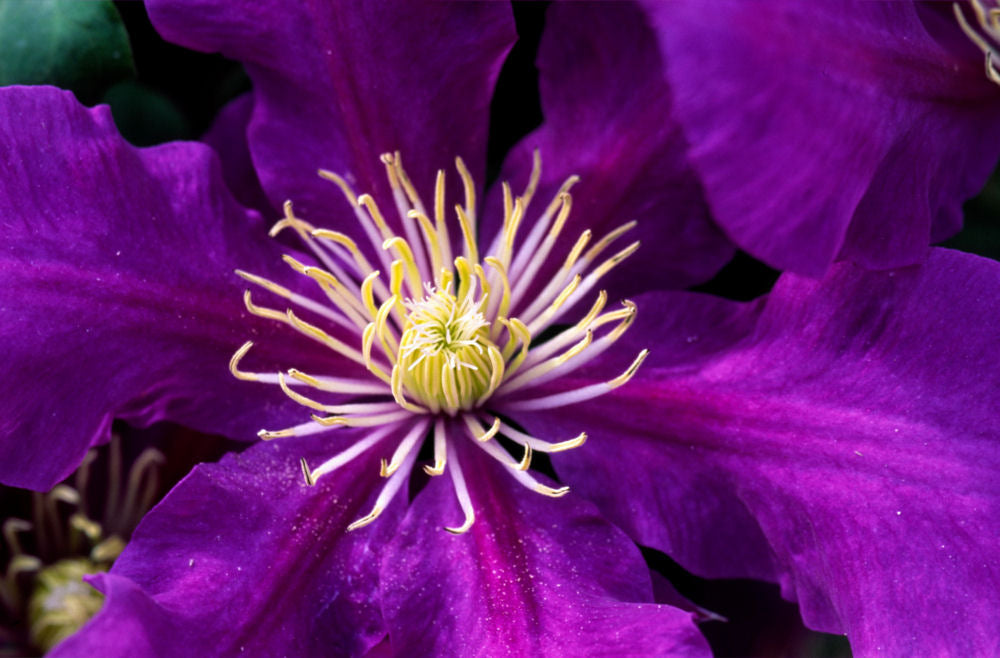 Chevalier™ Clematis (Clematis chevalier &