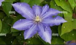 Daniel Deronda Clematis (Clematis daniel &