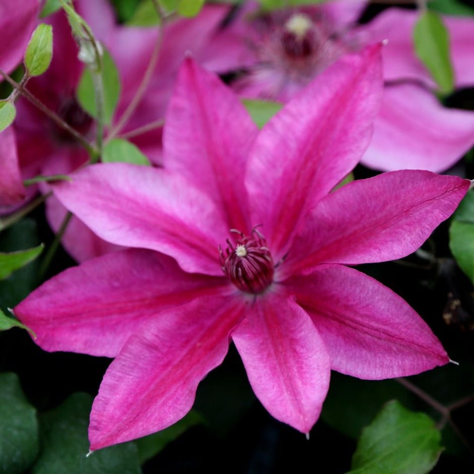 Darcy™ Clematis (Clematis darcy) - 3QT