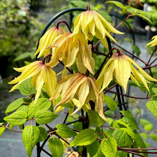 Funyella® Clematis (Clematis &