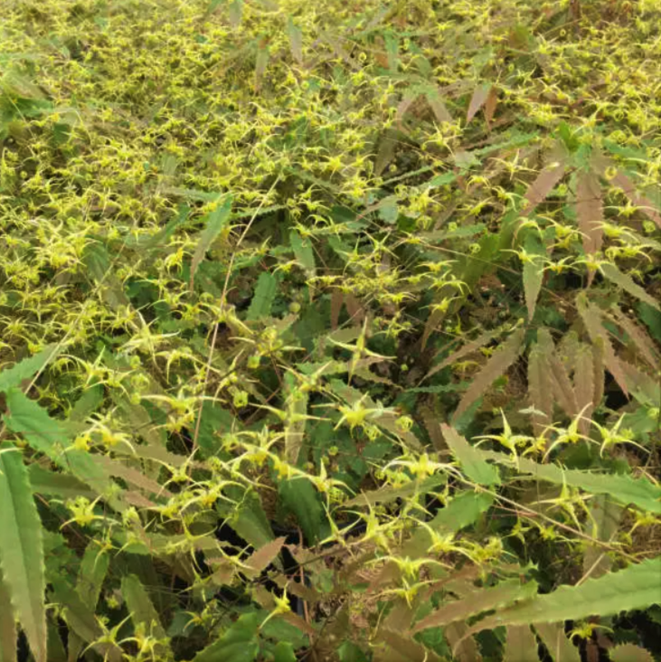 Spine Tingler Barrenwort (Epimedium spine &