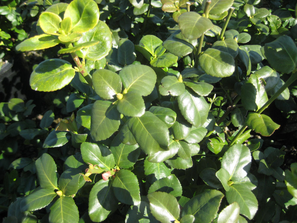 Green Lane Euonymus (Euonymus fortunei &