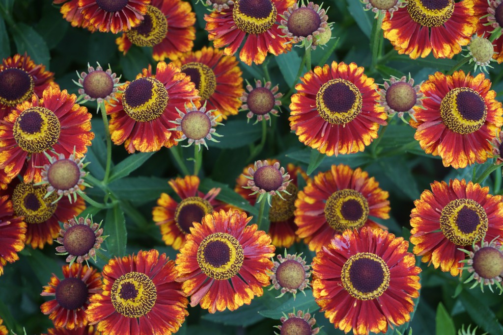 Bandera Sneeze Weed (Helenium &