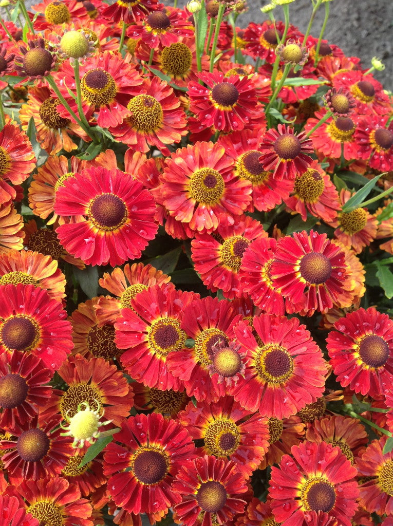 Salsa Sneeze Weed (Helenium &