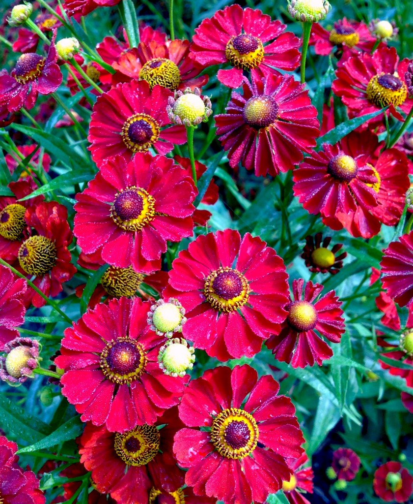 Siesta Sneeze Weed (Helenium &