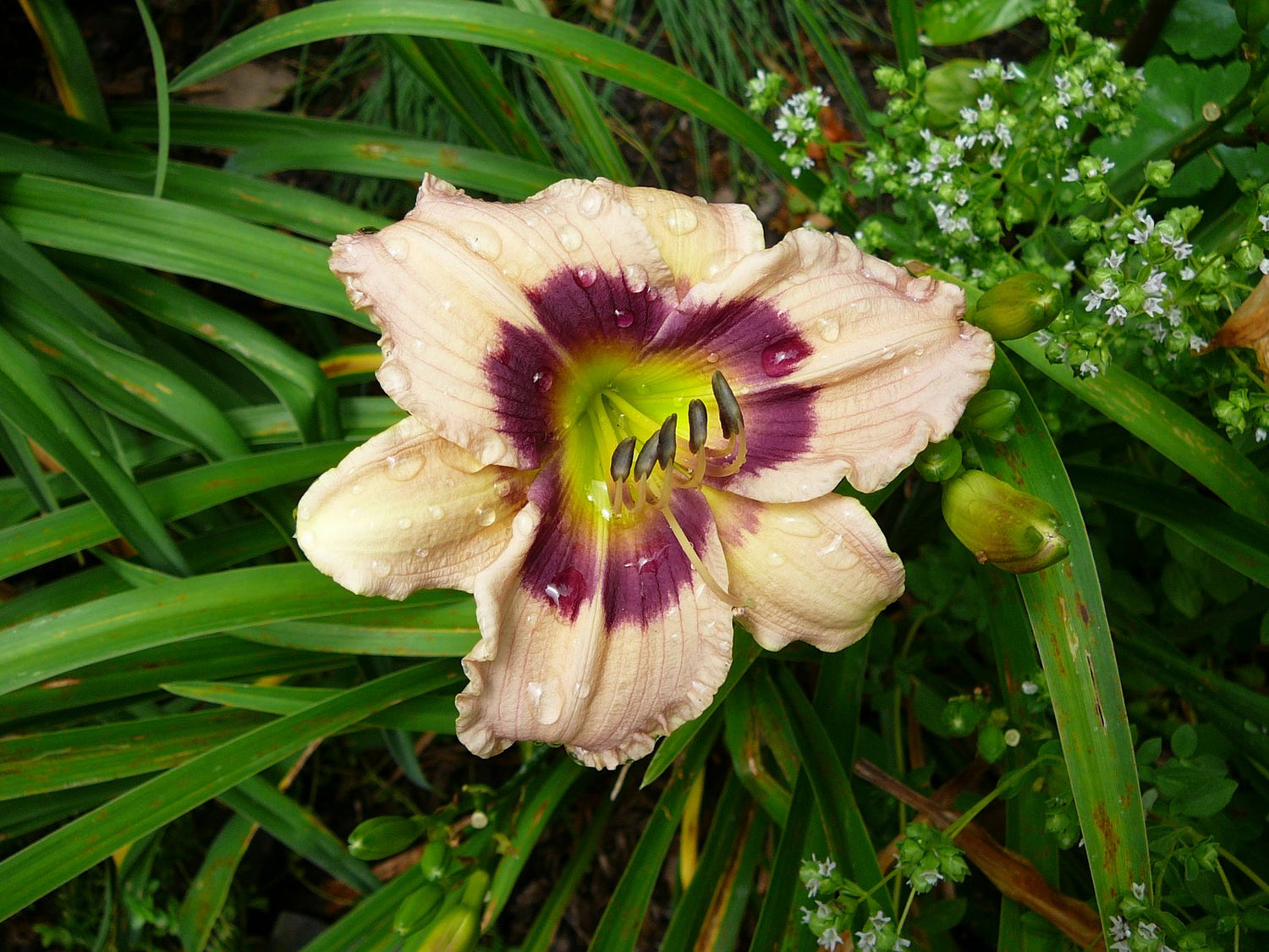 Custard Candy Daylily (Hemerocallis T.A.N. &