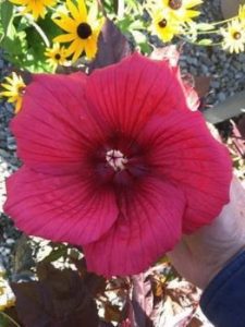 MoonShadow™ Carmine Rose Mallow (Hibiscus carmine) - 2 gallon