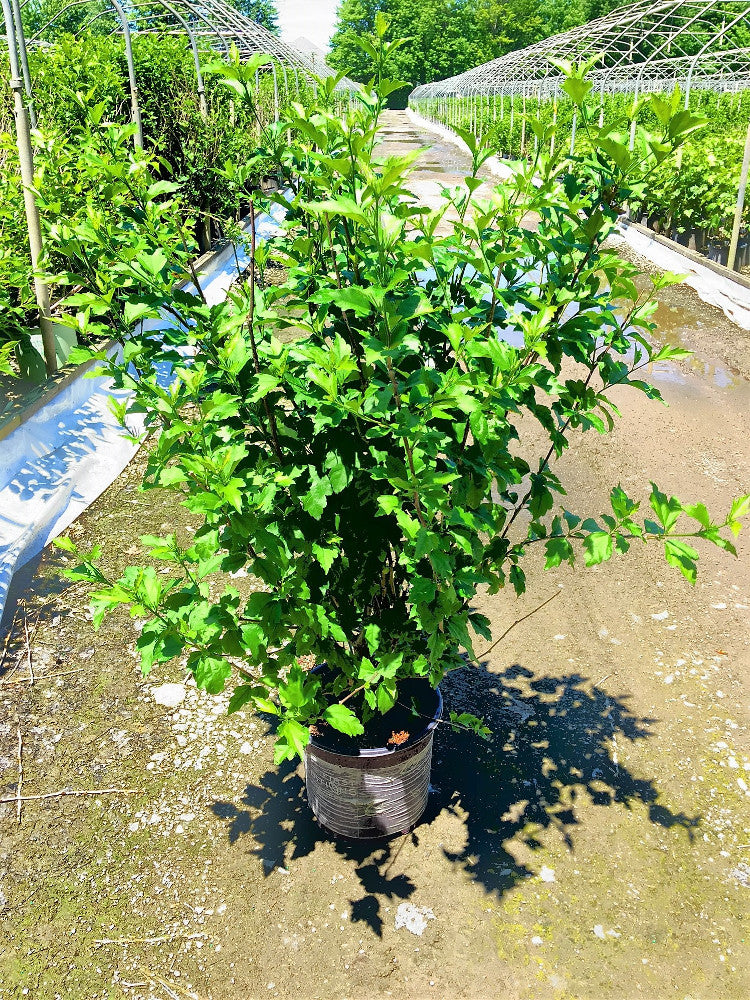 First Editions® Fiji™ Rose of Sharon (Hibiscus syriacus &