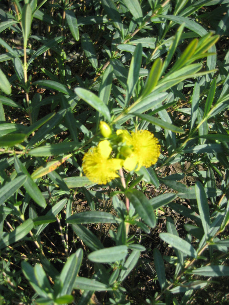 Sunburst St. Johnswort (Hypericum frondosum &