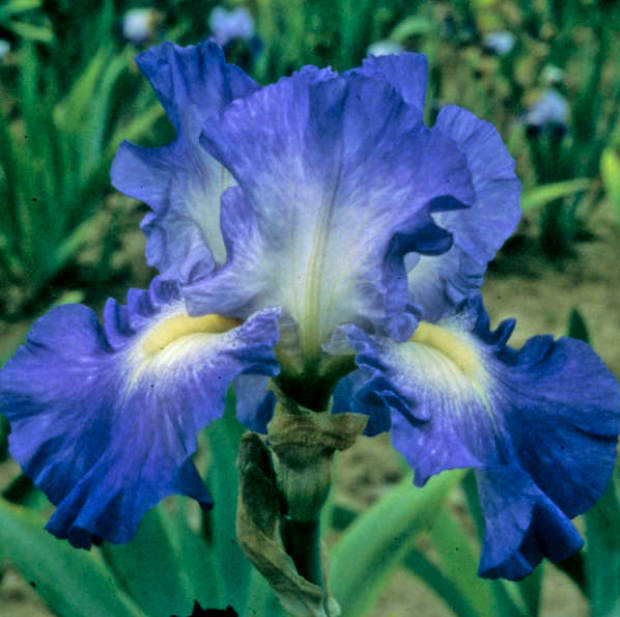 City Lights Reblooming Bearded Iris (Iris germanica &