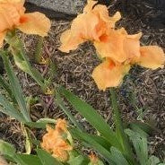Iris &