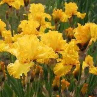 Iris &