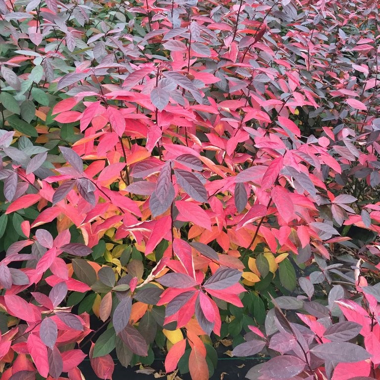 Proven Winners® Color Choice® Scentlandia Sweetspire (Itea virginica &