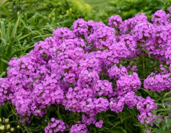 Fashionably Early Flamingo Phlox (Phlox paniculata &