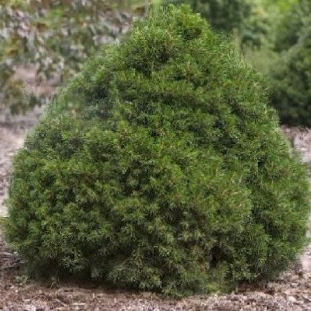 Tompa Norway spruce (Picea abies &