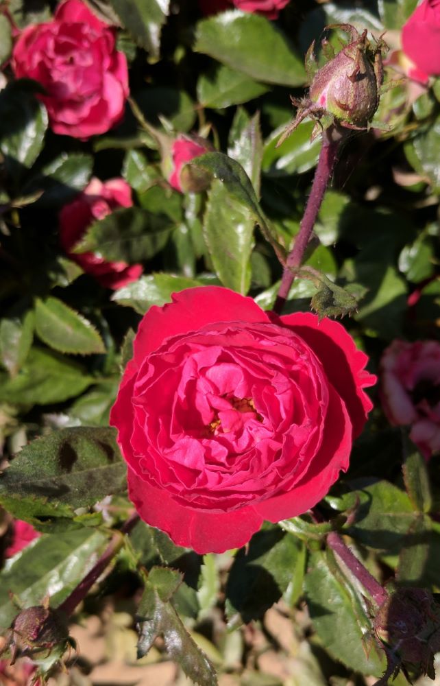 Cherrytini™ Floribunda Rose (Rosa &
