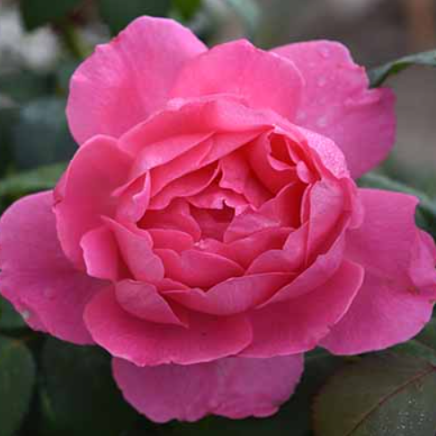 Rose True Bloom™ Inspiration (Rosa true &