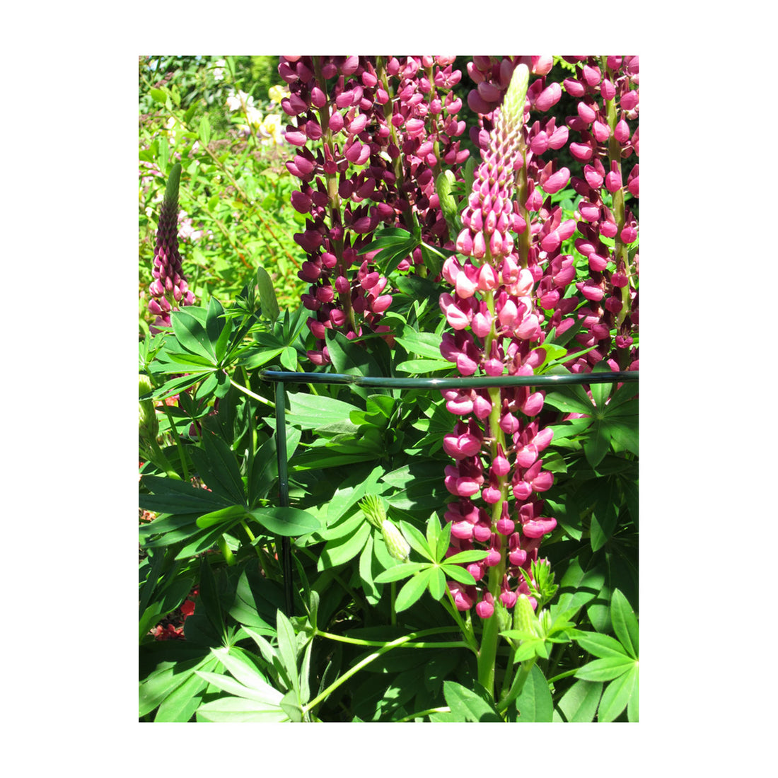 Plant Cradle Support - 28" Scalloped