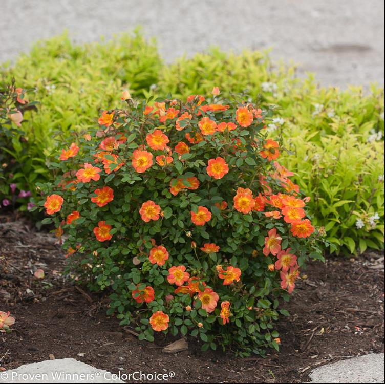 Proven Winners® Color Choice® Oso Easy® Paprika Rose (Rosa &