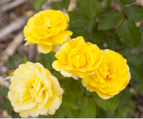 Rose Yellow Brick Road (Rosa E.E &