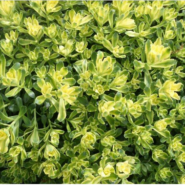Sweet n Sour Stonecrop (Sedum &