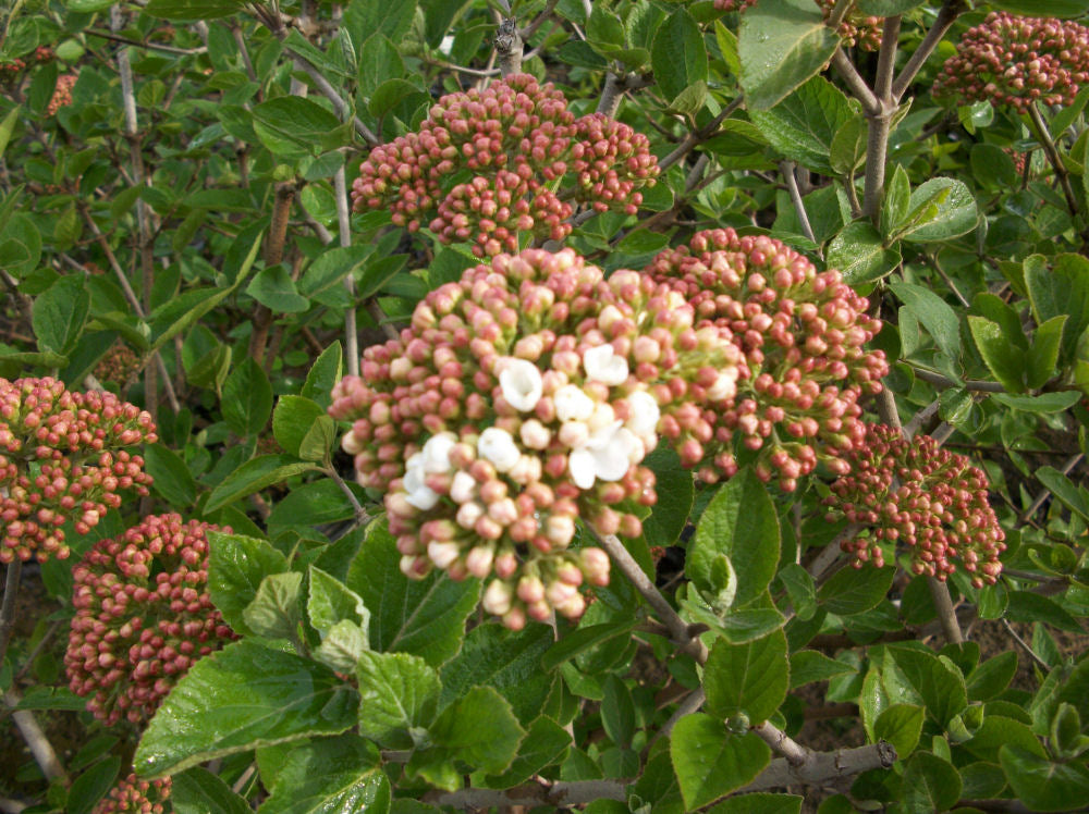 Juddii Viburnum (Viburnum x &