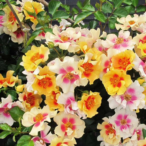 Ringo® Rose (Rosa &