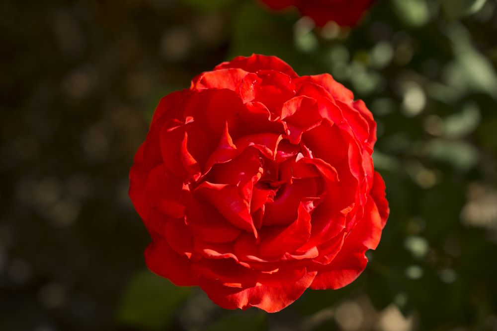 Rose True Passion (Rosa H &