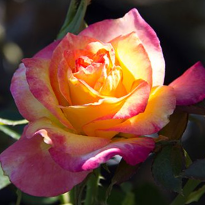 Rose True Bloom™ Sincerity (Rosa true &
