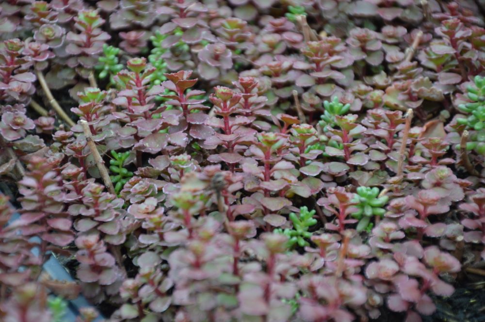 Flaming Carpet™ Merlot Stonecrop (Sedum &