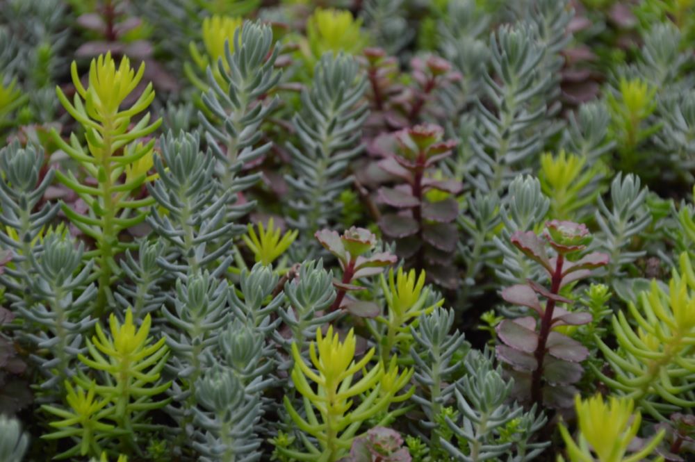 Flaming Carpet™ Sangria Stonecrop (Sedum &