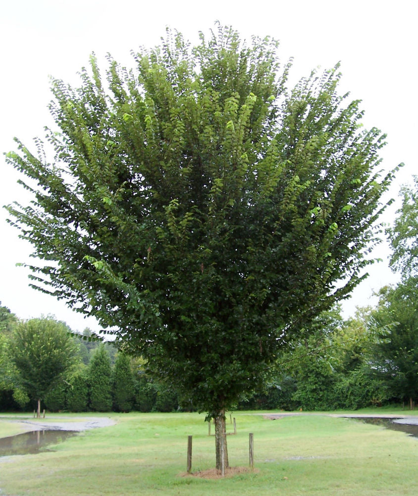 Princeton American Elm (Ulmus americana &
