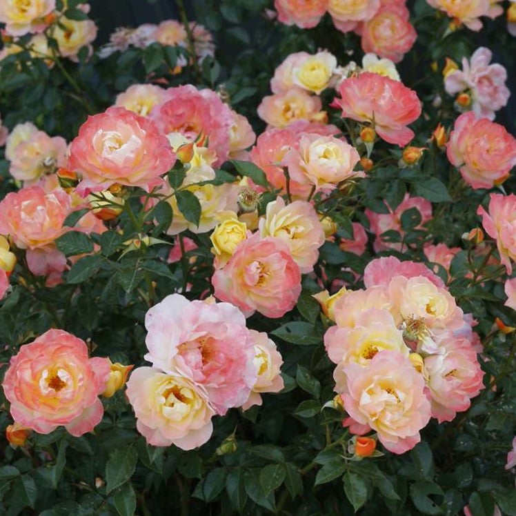 Rose Oso Easy® Italian Ice®  (Rosa &