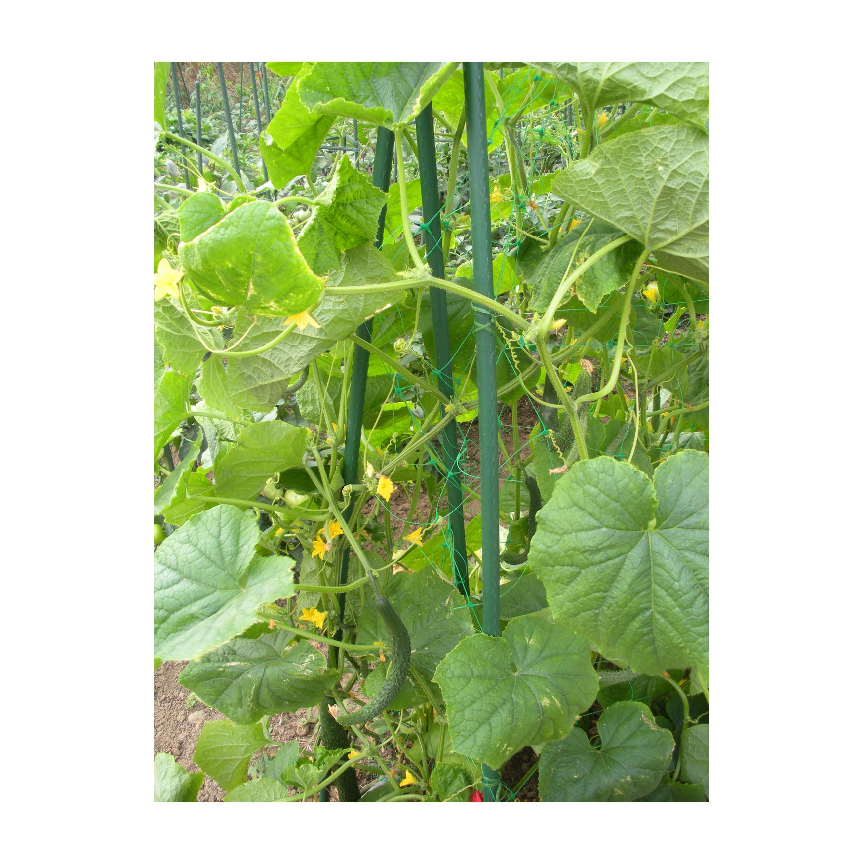 Metal Garden Stake - 24"