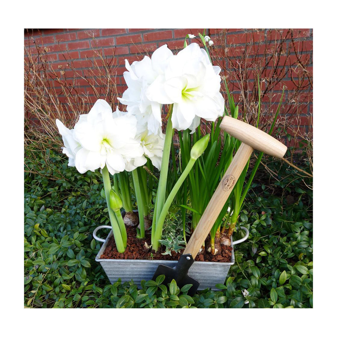 DeWit Spade - Perennial