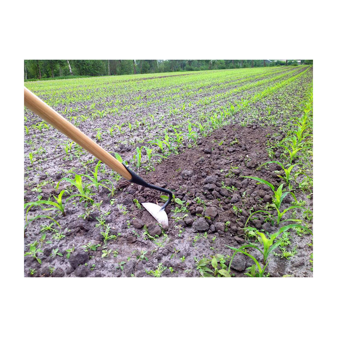 DeWit Hoe - Half Moon Pull with 72" Handle