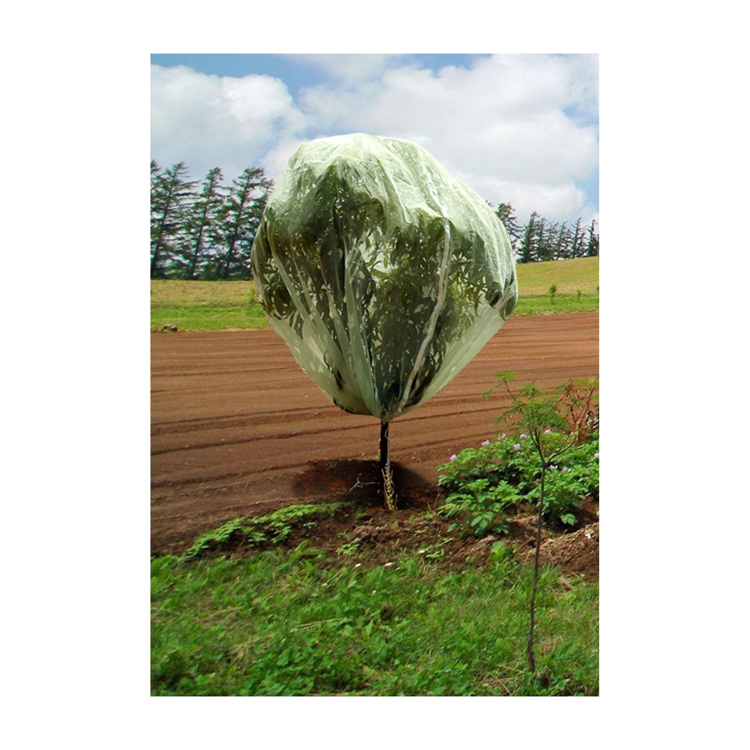 Fruit Tree Cover - 9.8&
