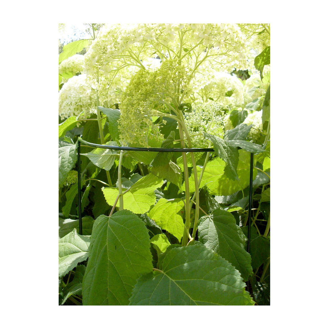 Plant Cradle Support - 40" Half Circle