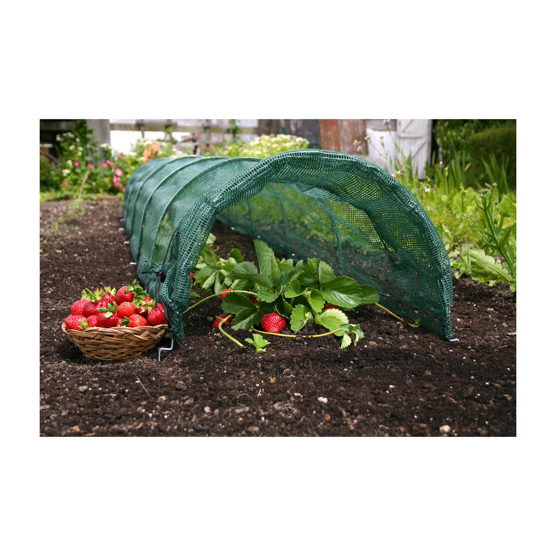 Easy Net Tunnel - Giant